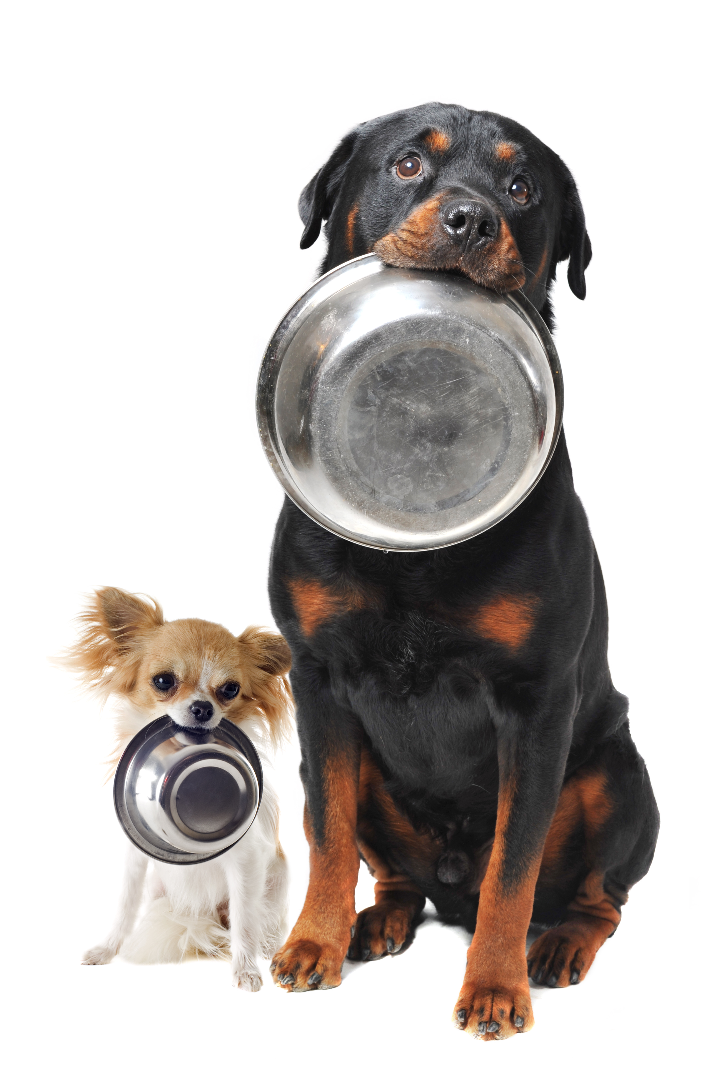 Dogs with empty food bowls